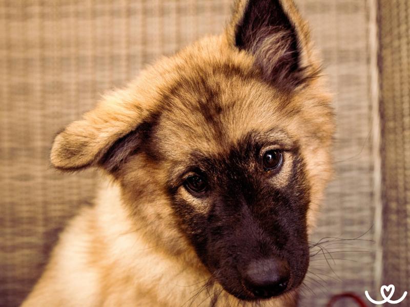 Psi-plemena-norsky-lundehund (12)